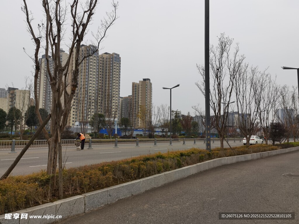 城市道路旁的光秃树木景观