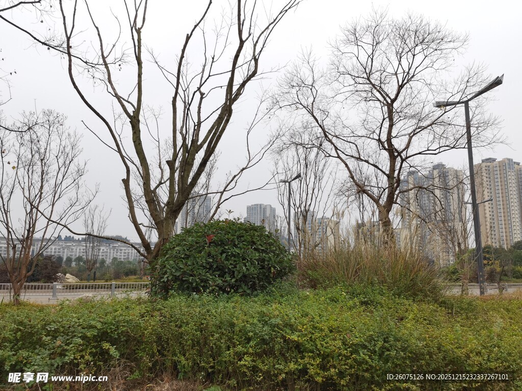 城市中萧瑟的树木与绿植