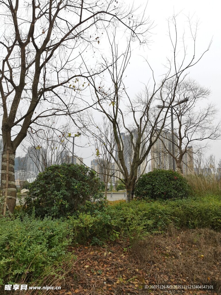 冬日城郊的绿植与枯树
