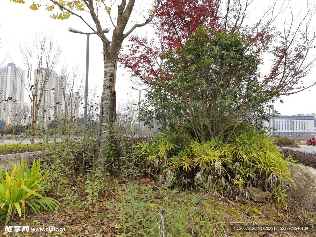 城市中的自然绿植景观