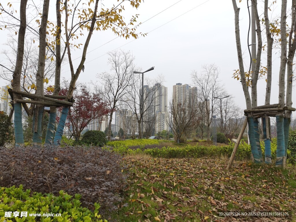 城市公园树林景观一角