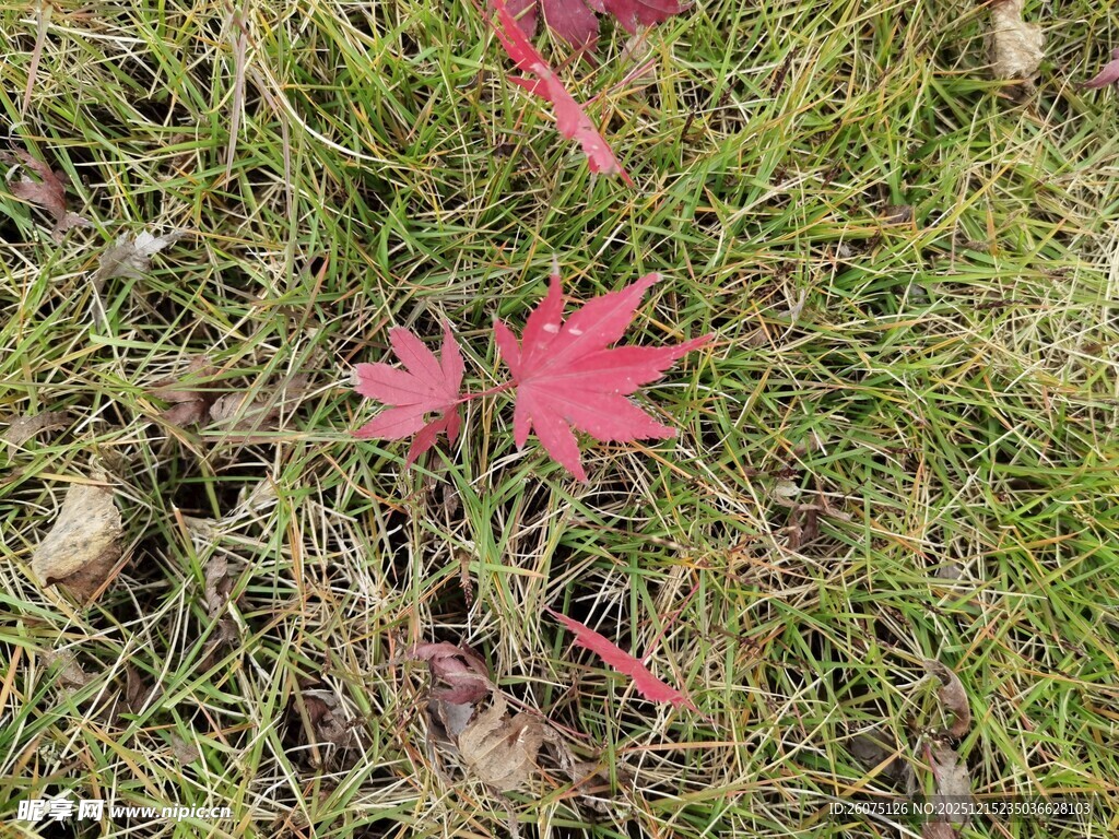 草地上的几片红枫叶