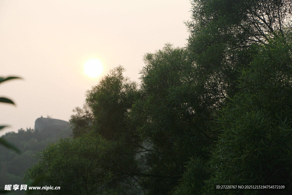 夕阳下的葱郁树林