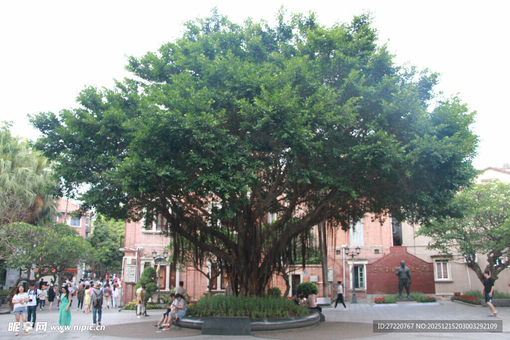 古榕树屹立于广场之中 鼓浪屿