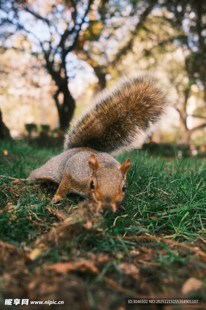 草地上觅食的可爱松鼠
