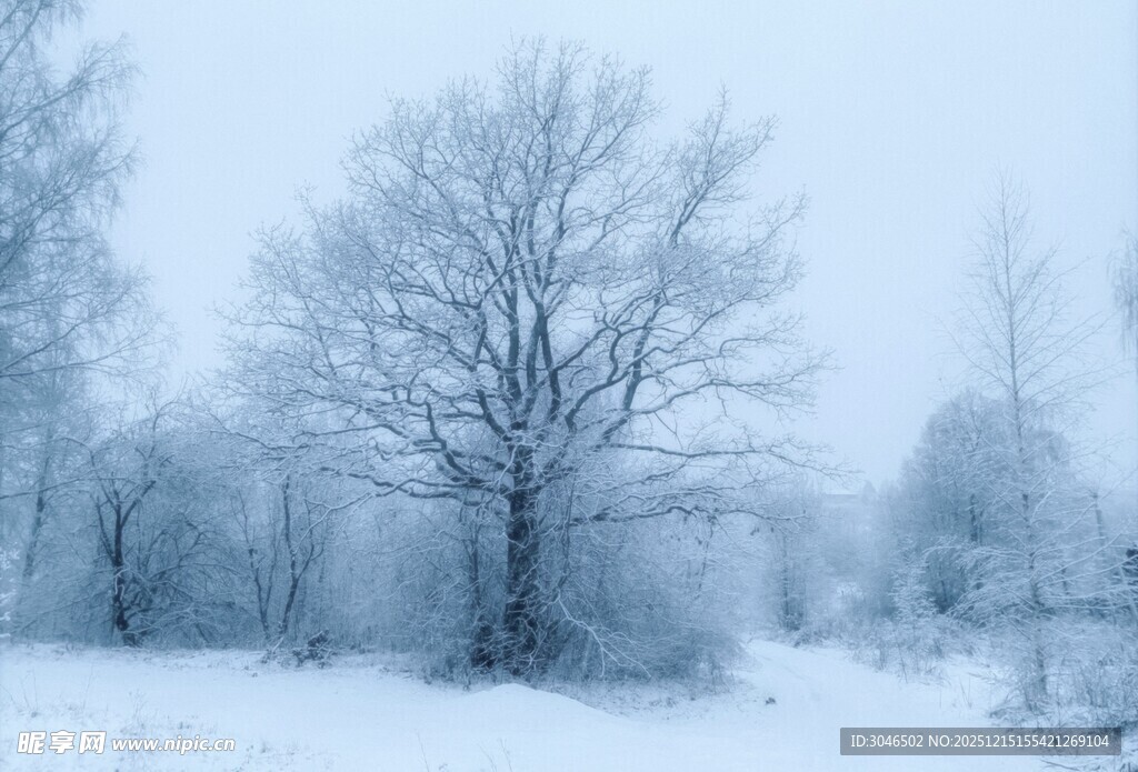冬日雪景中的枯树景观