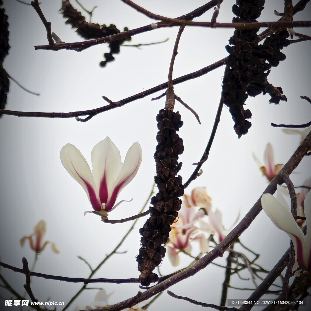 玉兰花枝绽放于朦胧背景