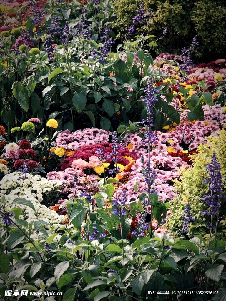 多彩繁茂的花园植物景观