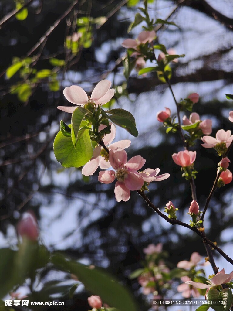 枝头绽放的粉嫩春花