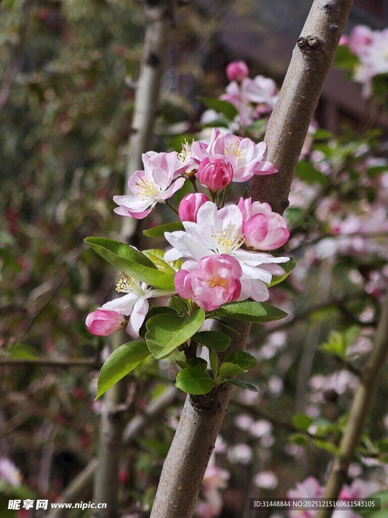 枝头绽放的粉嫩苹果花