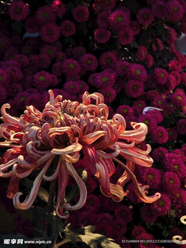 绚丽多姿的绽放菊花