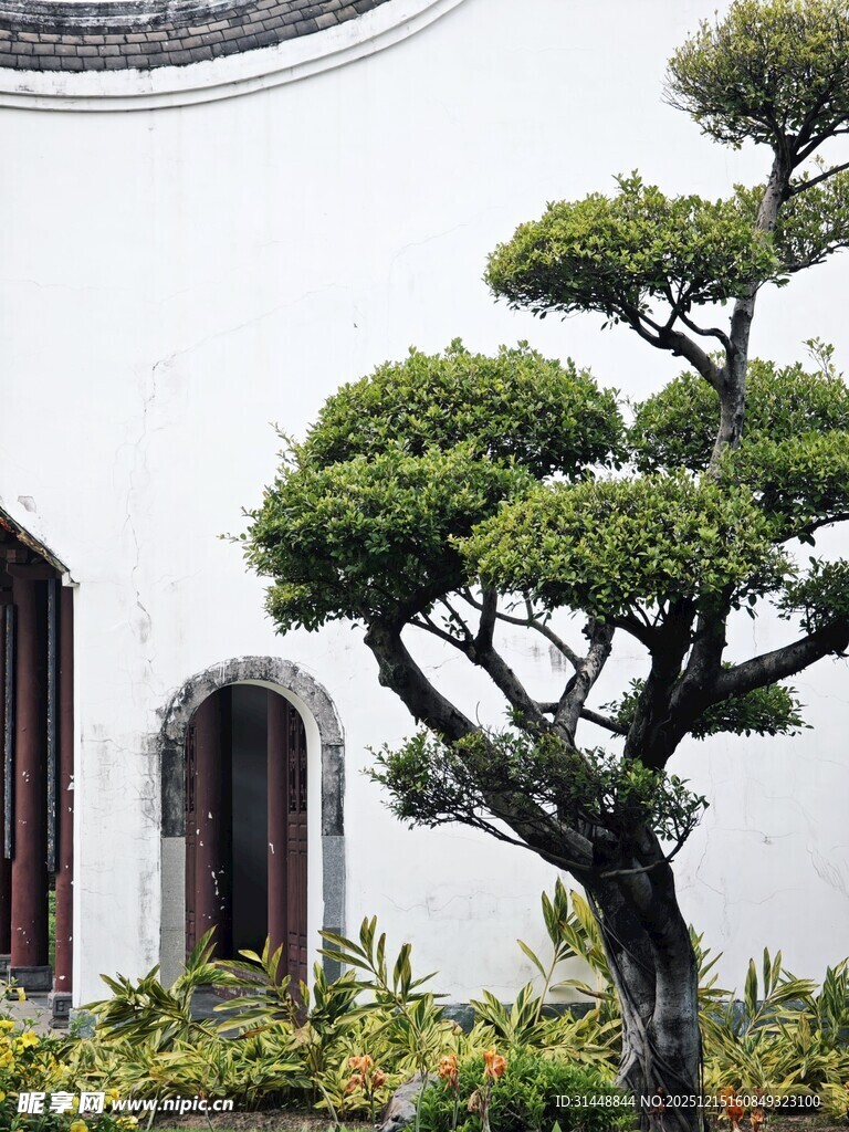 中式庭院中的造型松树