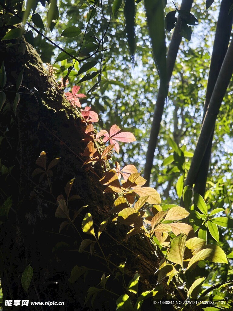 阳光照耀下的繁茂林间植物