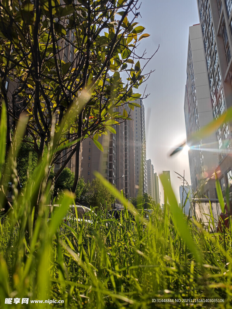 城市中阳光照耀下的绿植