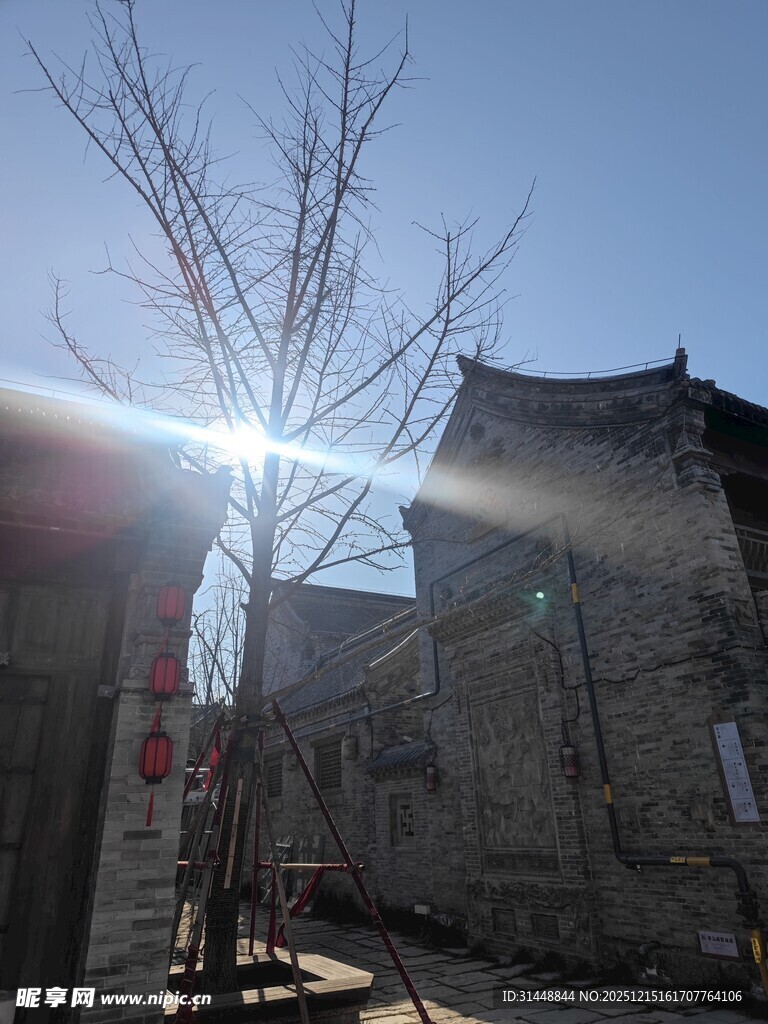 古巷暖阳下的光秃树木