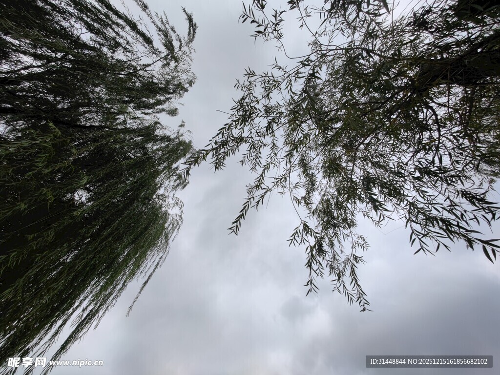 仰视葱郁树木与灰白天空