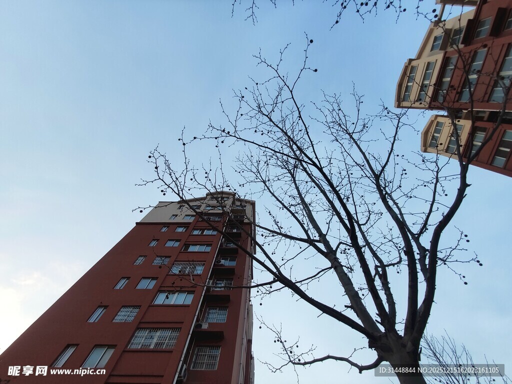 红砖建筑旁的光秃树木