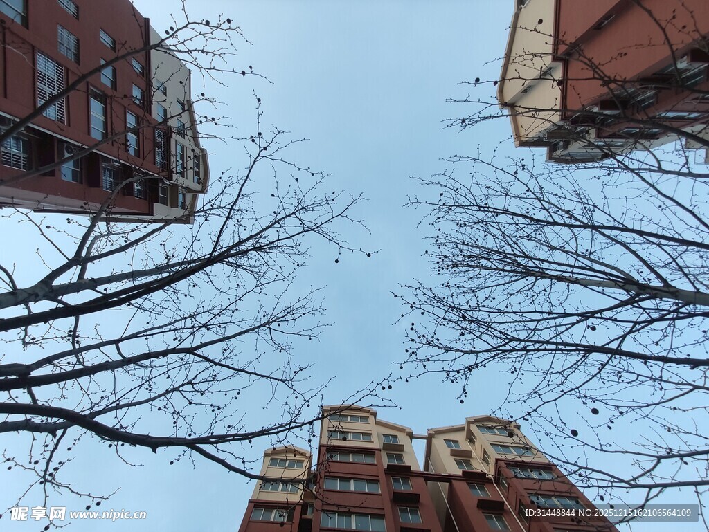 仰视冬日楼宇与光秃树枝