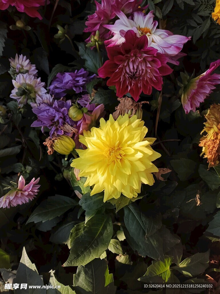 多彩大丽花绽放