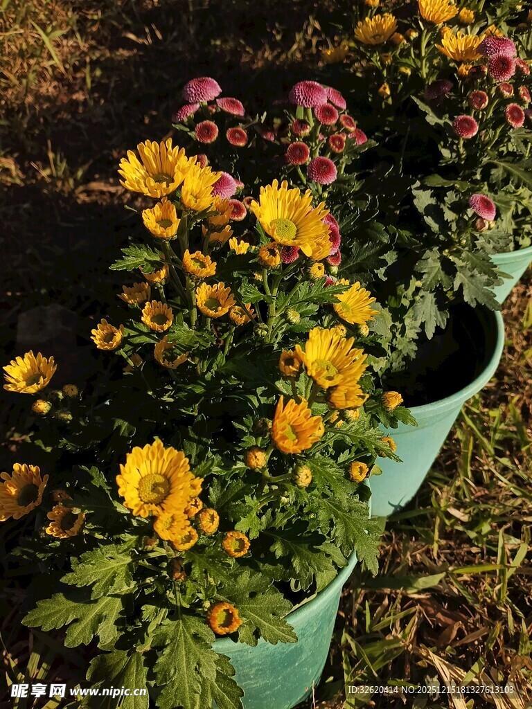 多彩盆栽菊花绽放