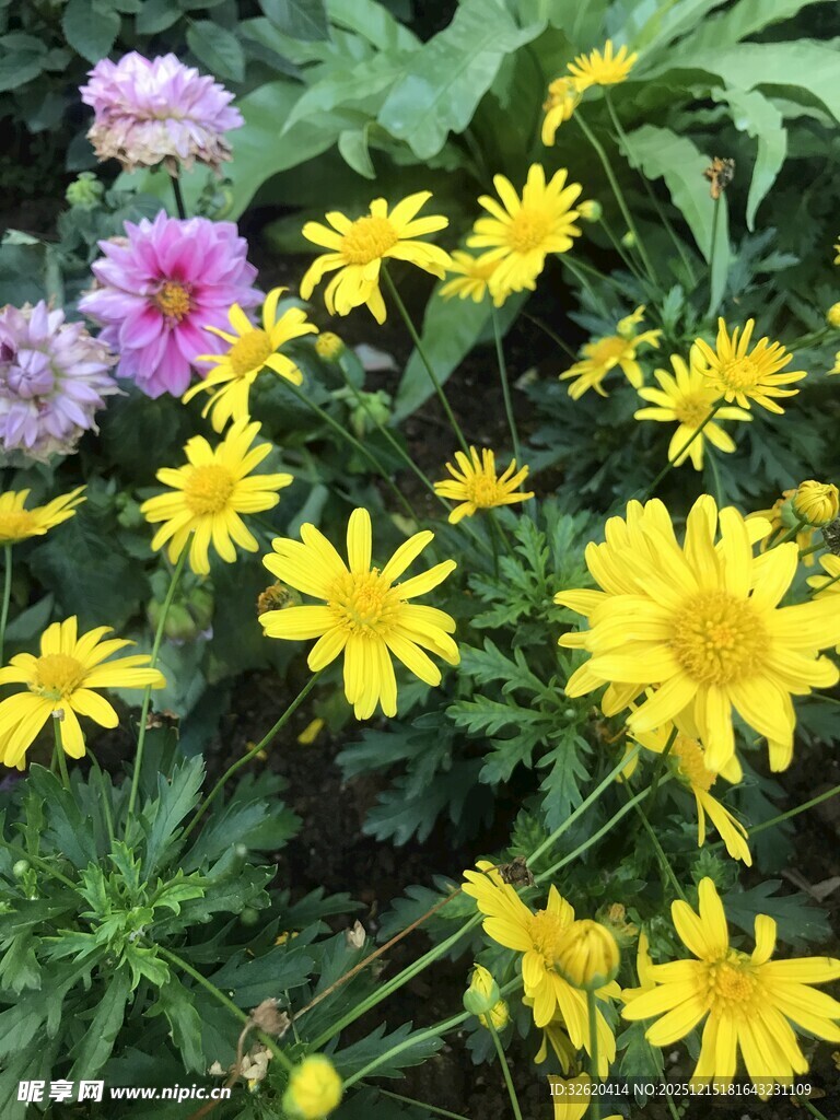 多彩花卉绽放生机