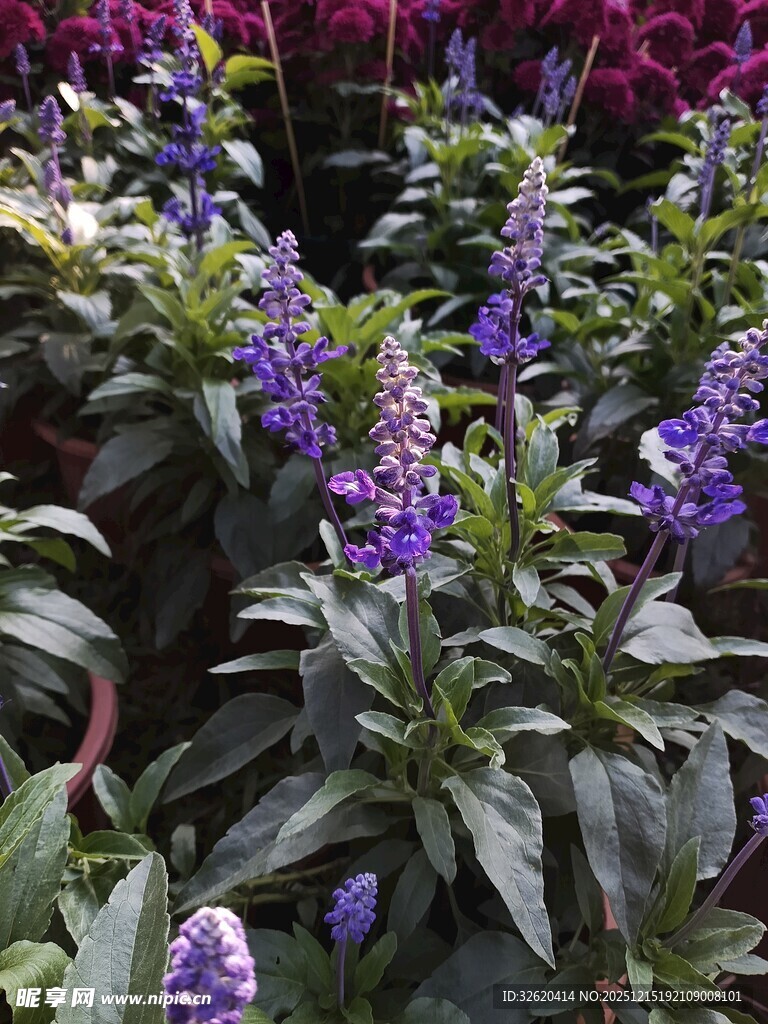 紫色花卉植物景观