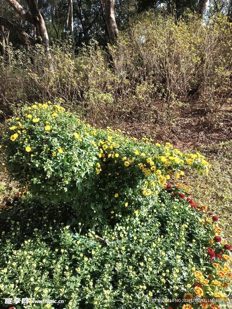 野外多彩绿植景观