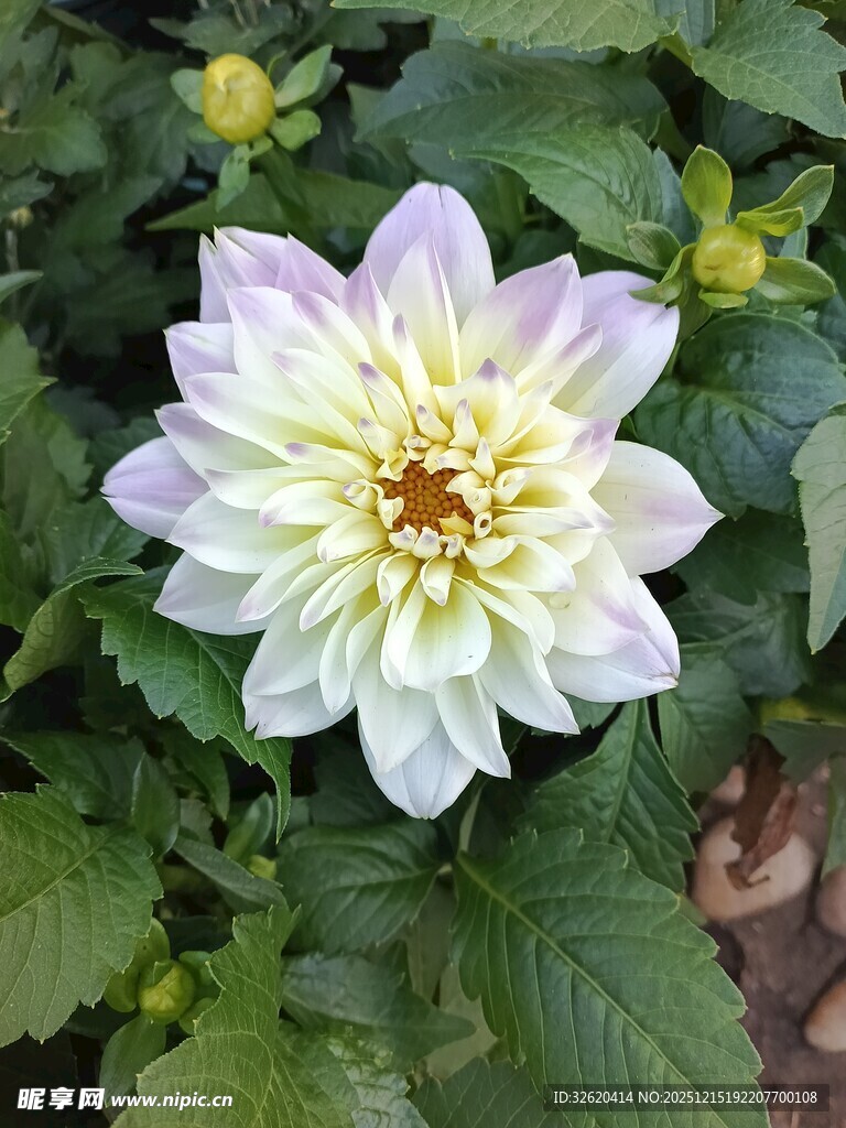 白色大丽花绽放