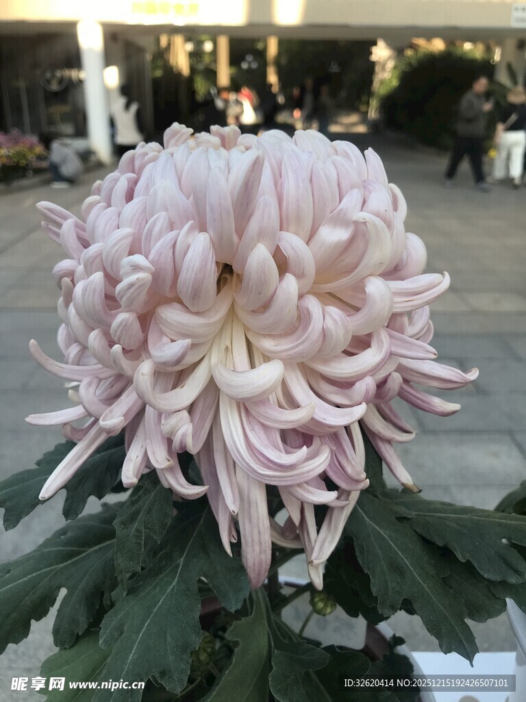 粉色菊花