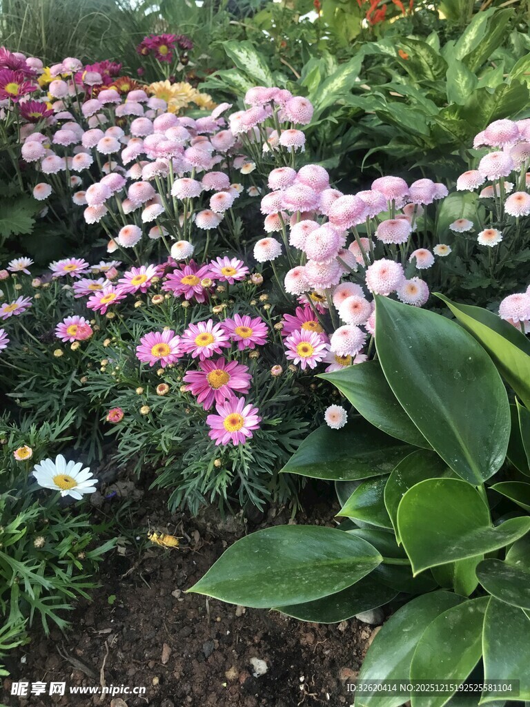 多彩花卉绽放生机