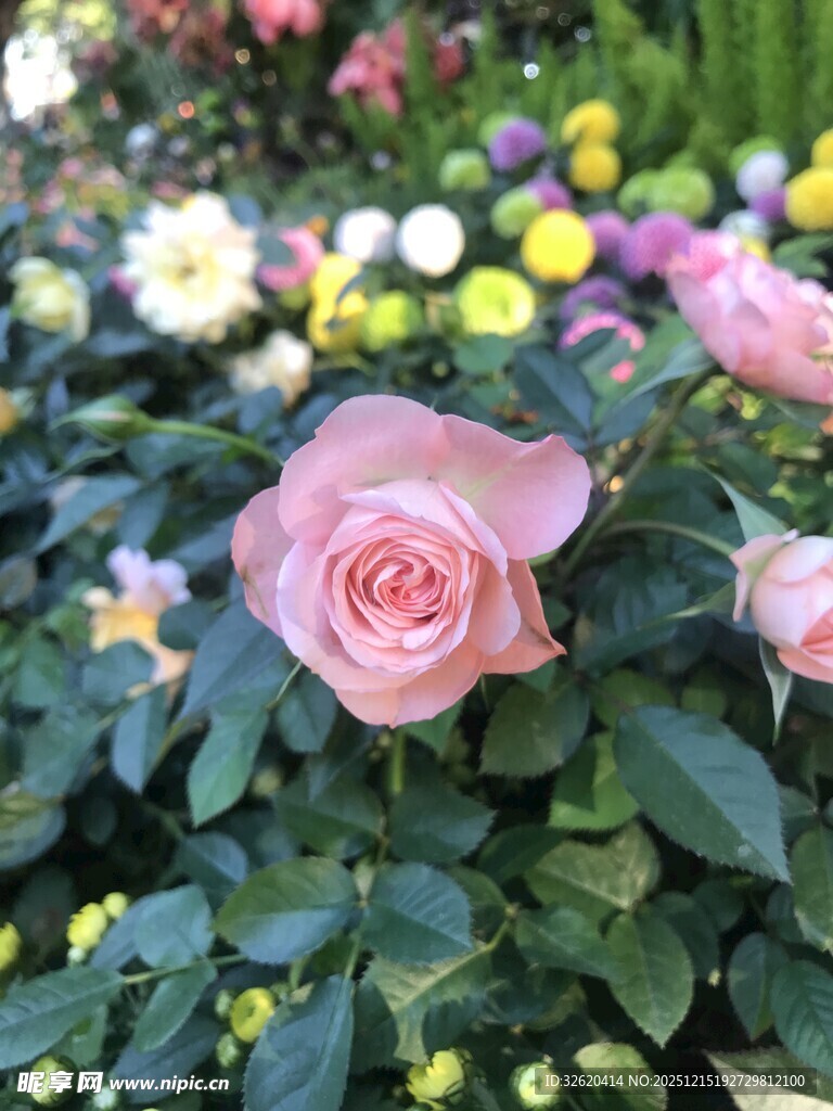 娇艳粉色玫瑰绽放