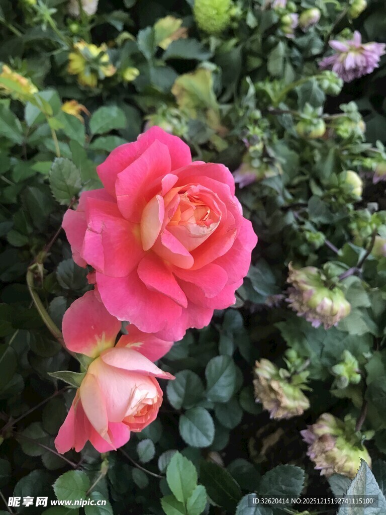 娇艳粉色月季花绽放