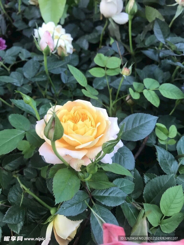 娇艳黄玫瑰绽放