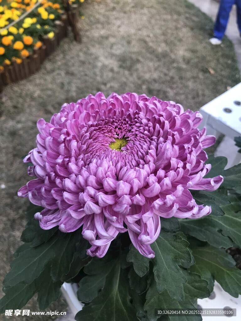 绽放的紫色菊花