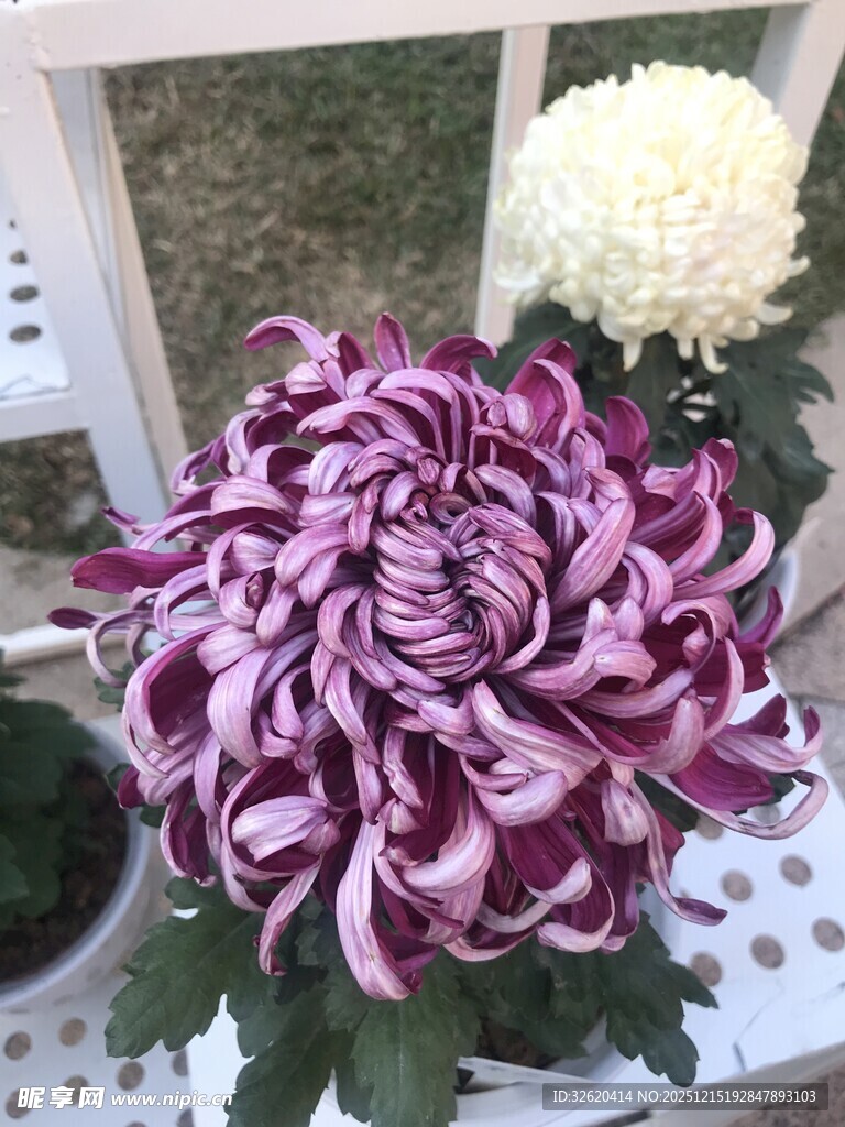 紫白相间菊花绽放