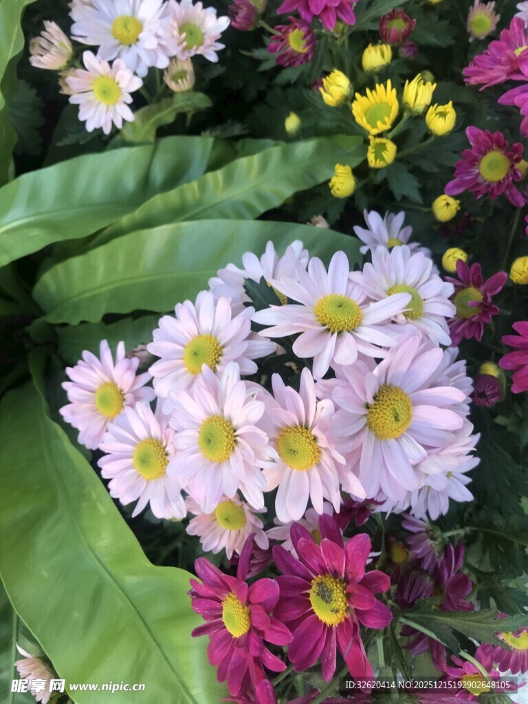 多彩花卉绽放生机