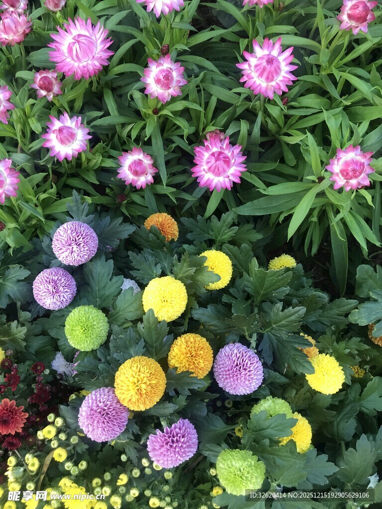 多彩花卉绽放生机