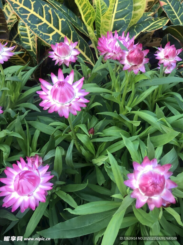 粉色花朵绽放绿叶间