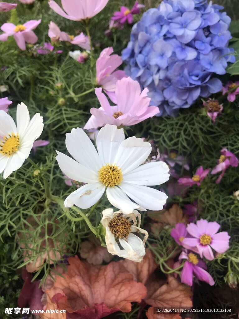 多彩花卉绽放于绿地间