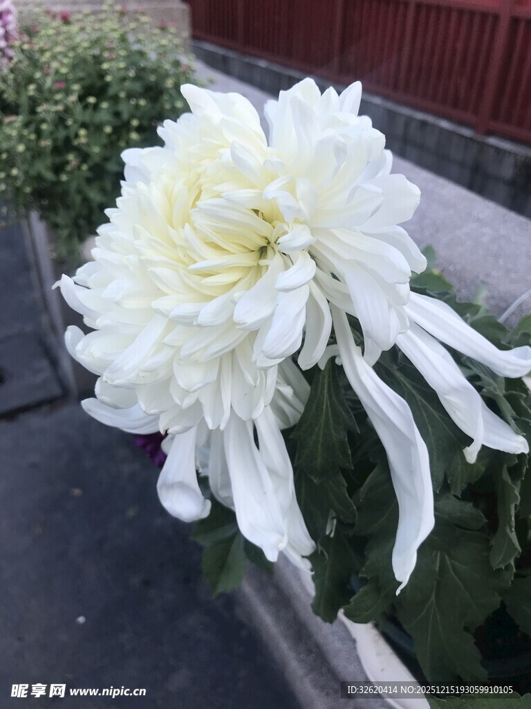 大朵菊花