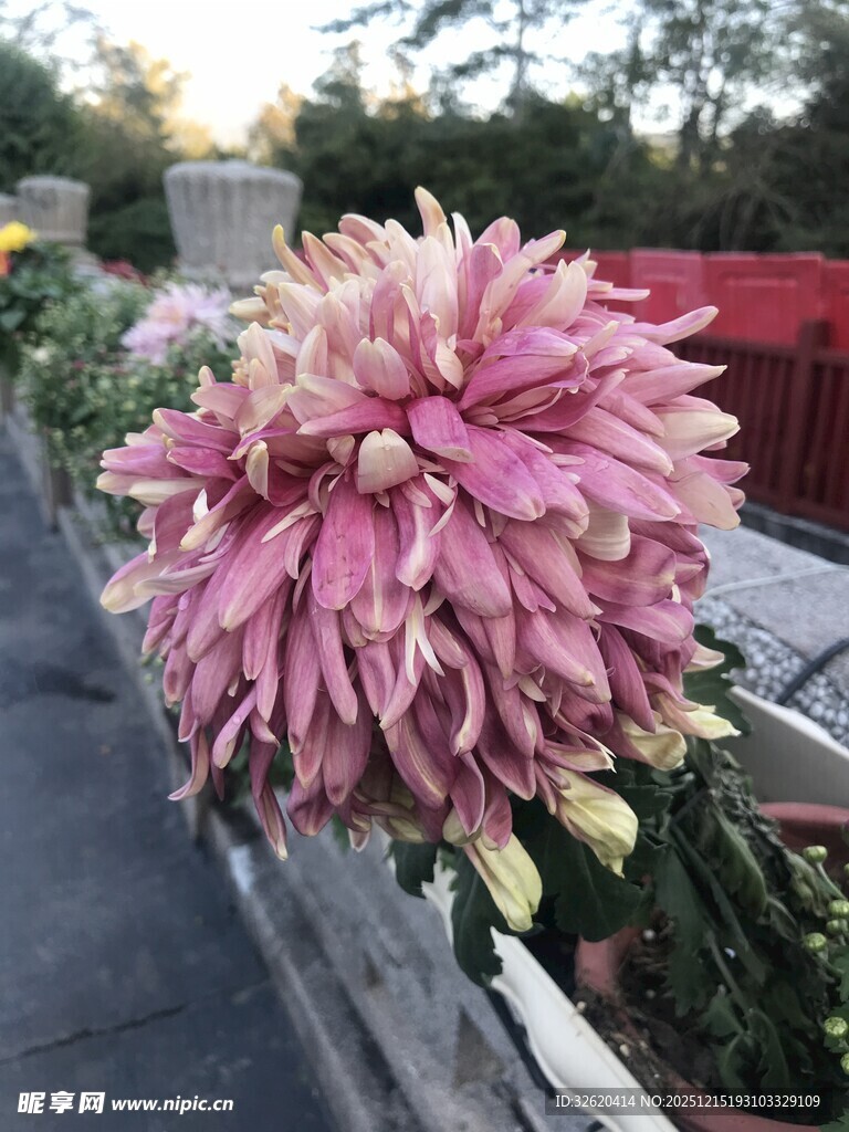 娇艳绽放的粉色菊花