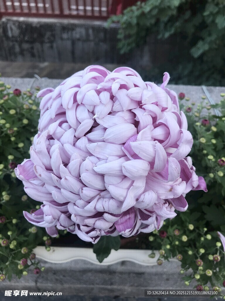 紫色大朵牡丹花绽放