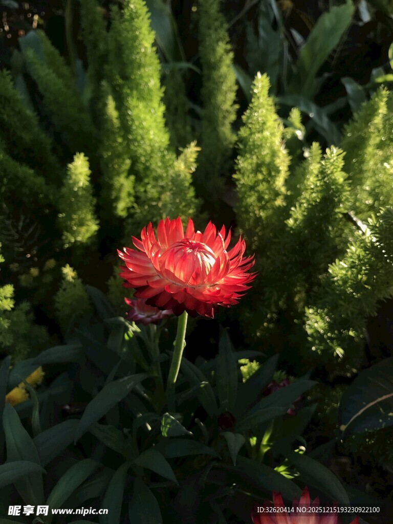 绿叶丛中艳丽红花