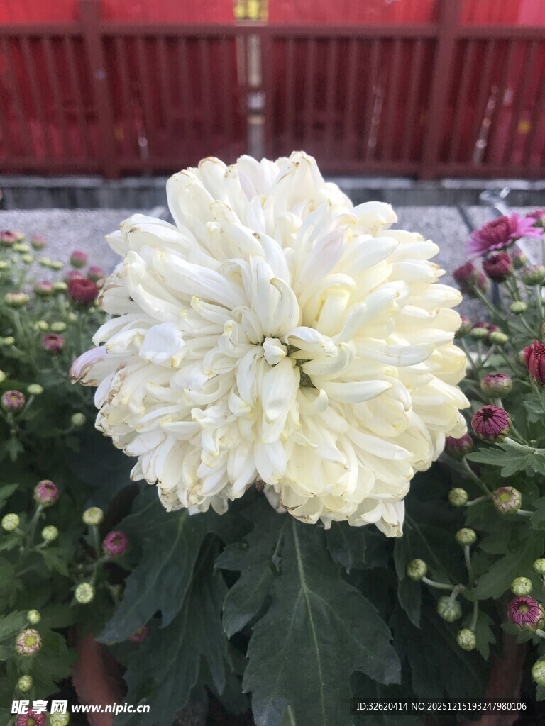 硕大白菊花绽放