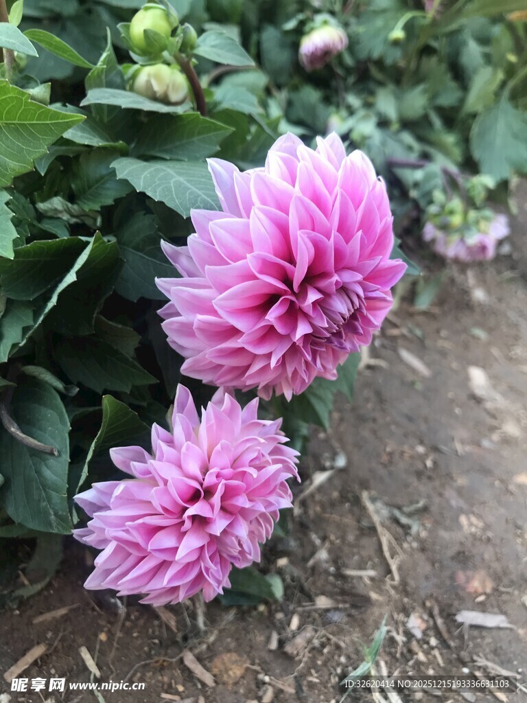 娇艳粉色大丽花绽放