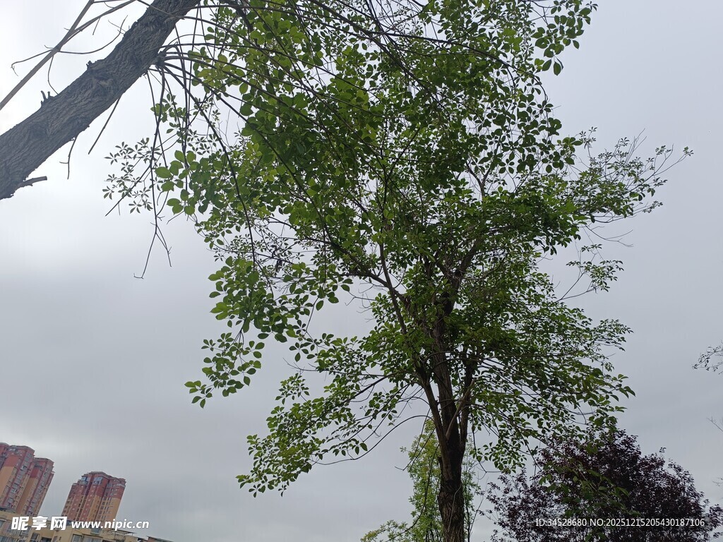 城市中挺立的绿树