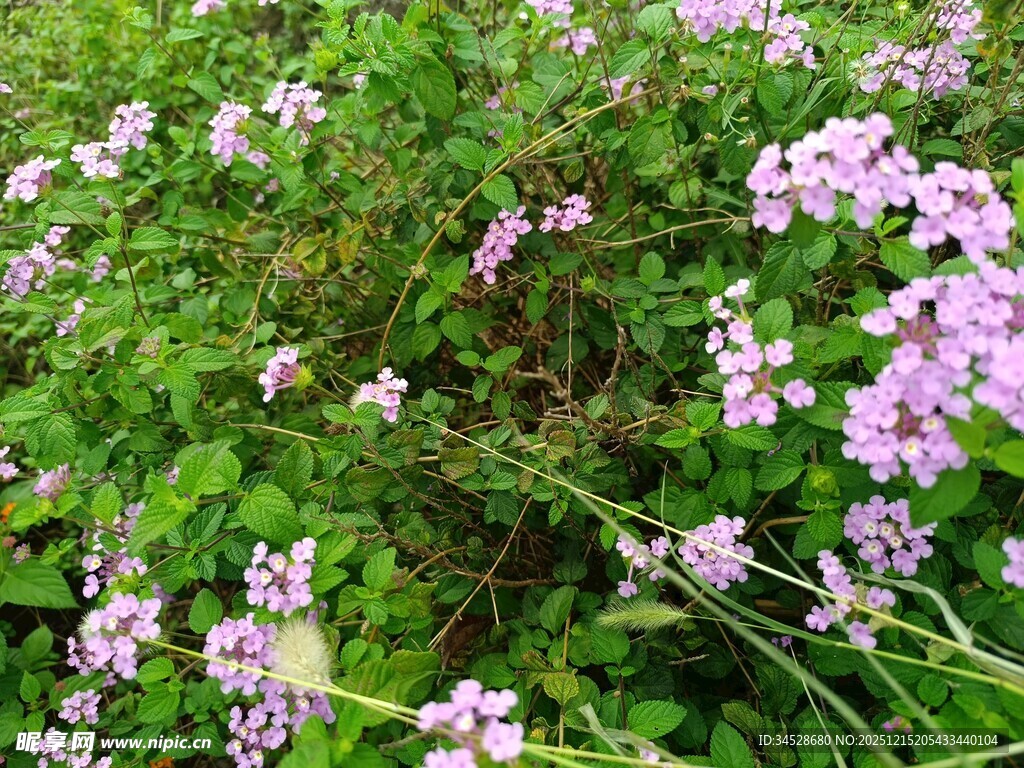 繁茂紫花绽放绿意间