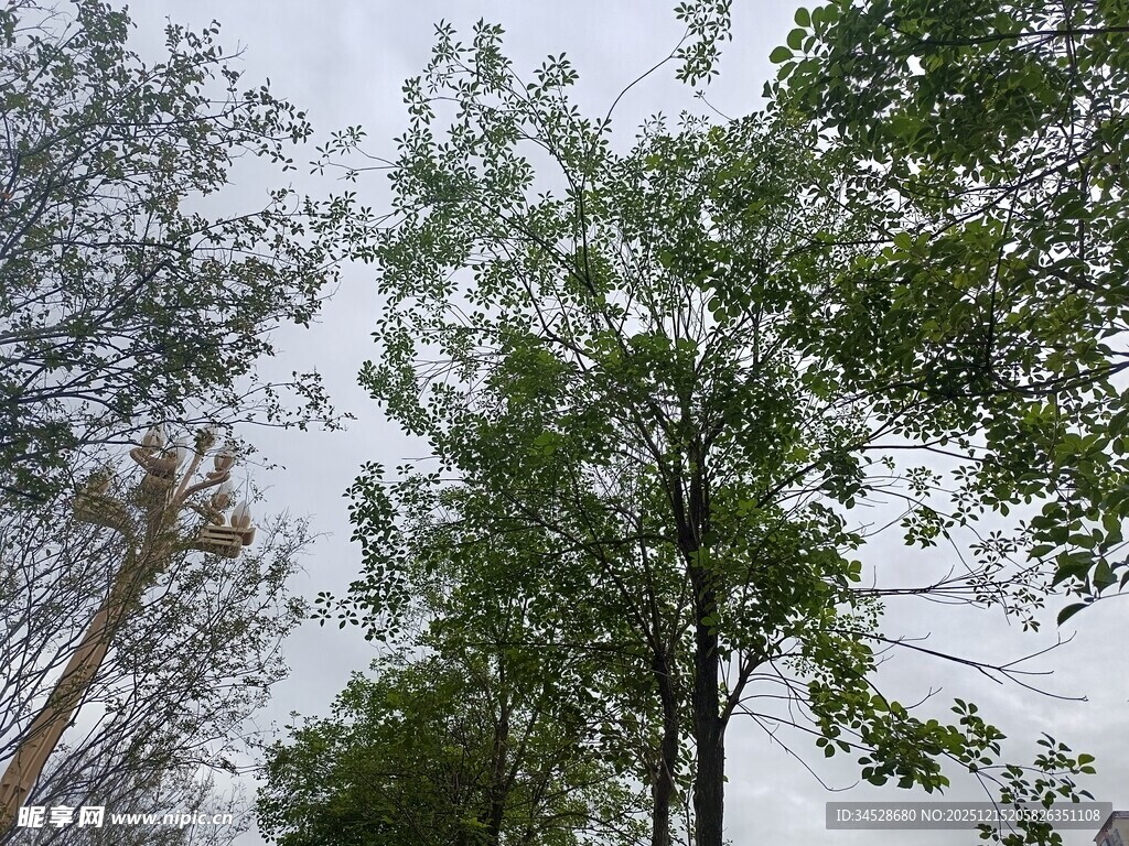 仰视视角下的葱郁树木