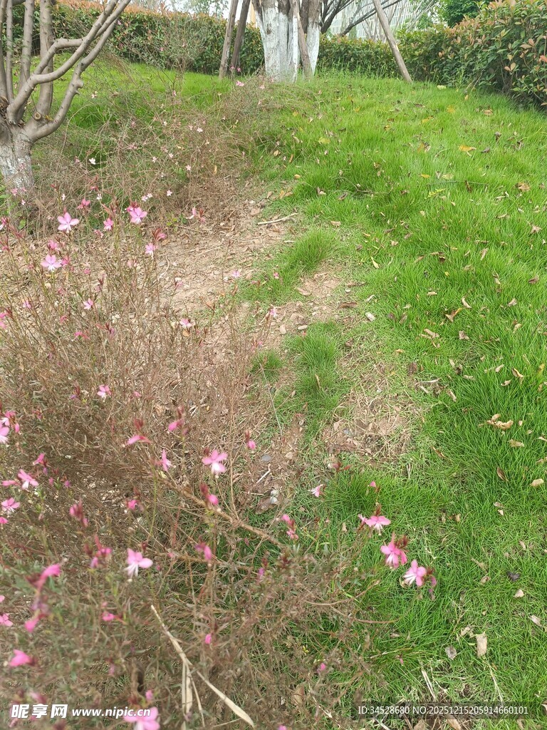 春日草地落花景致