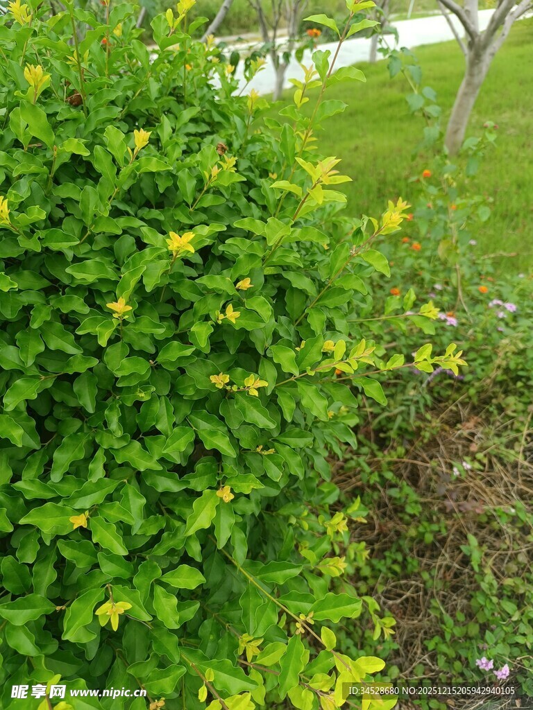翠绿繁茂的户外绿植景观